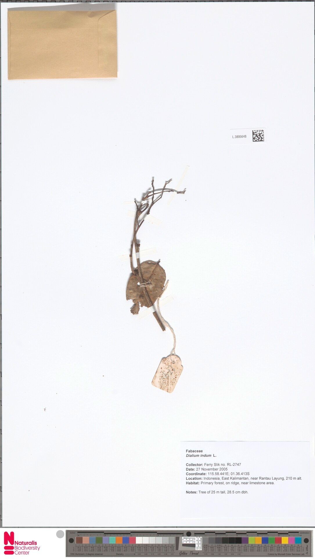 Dialium indum — search result for 'Dialium'