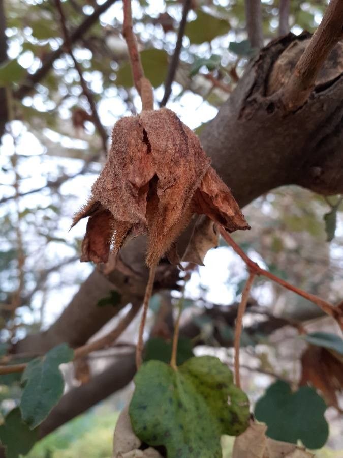 Fremontodendron californicum fruit