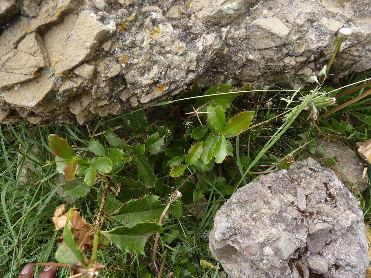 Berberis ovalifolia — houseplant care guide