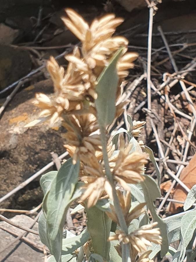 Hypoestes forskaolii fruit