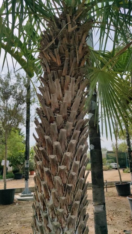 Copernicia alba bark