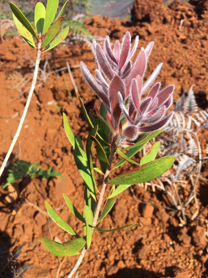 Melaleuca pancheri — houseplant care guide