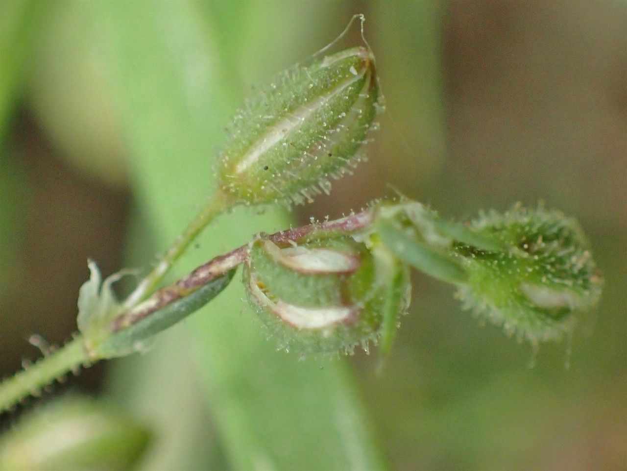 Spergularia rubra fruit