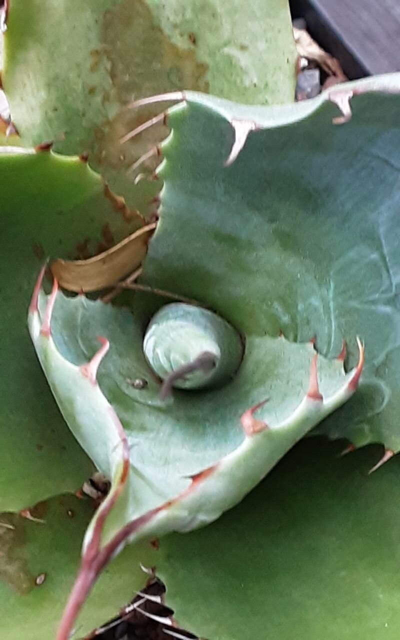 Agave potatorum flower