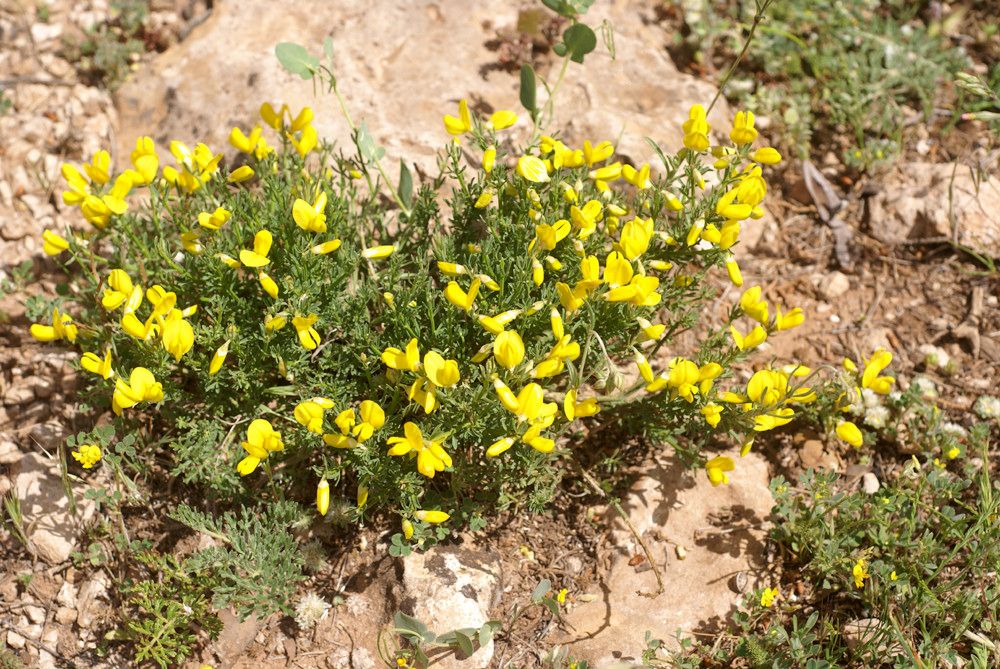 Cytisus fontanesii habit