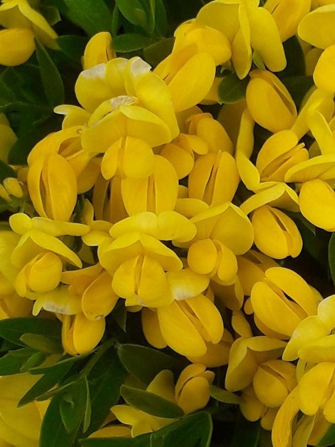 Genista carinalis — search result for 'Genista'