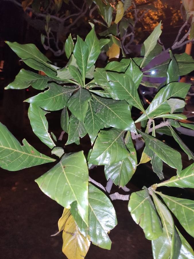 Genipa americana leaf