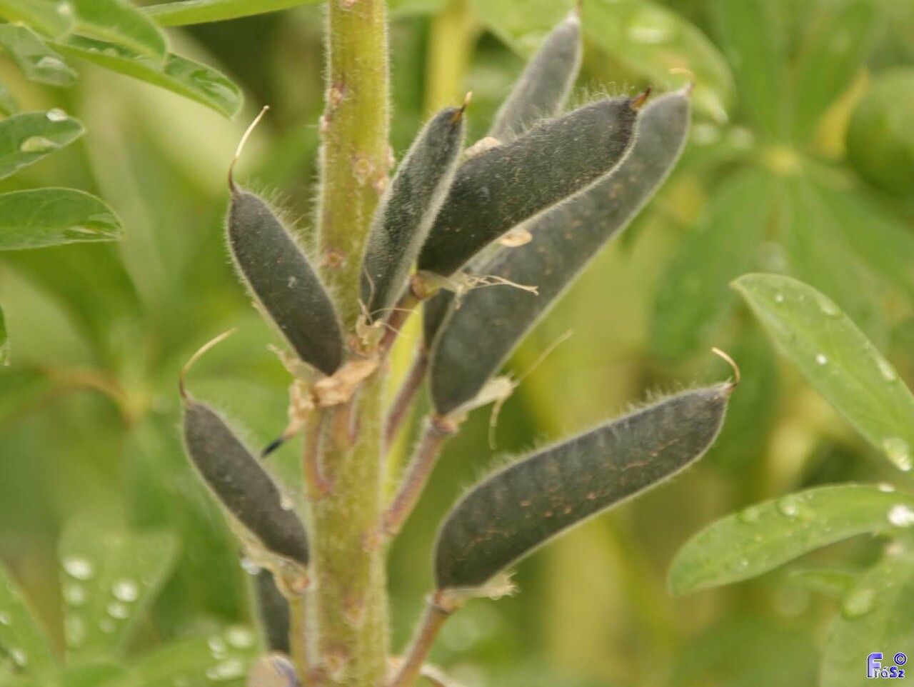 Lupinus nootkatensis fruit