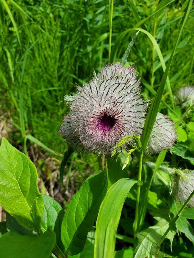 Cirsium edule other