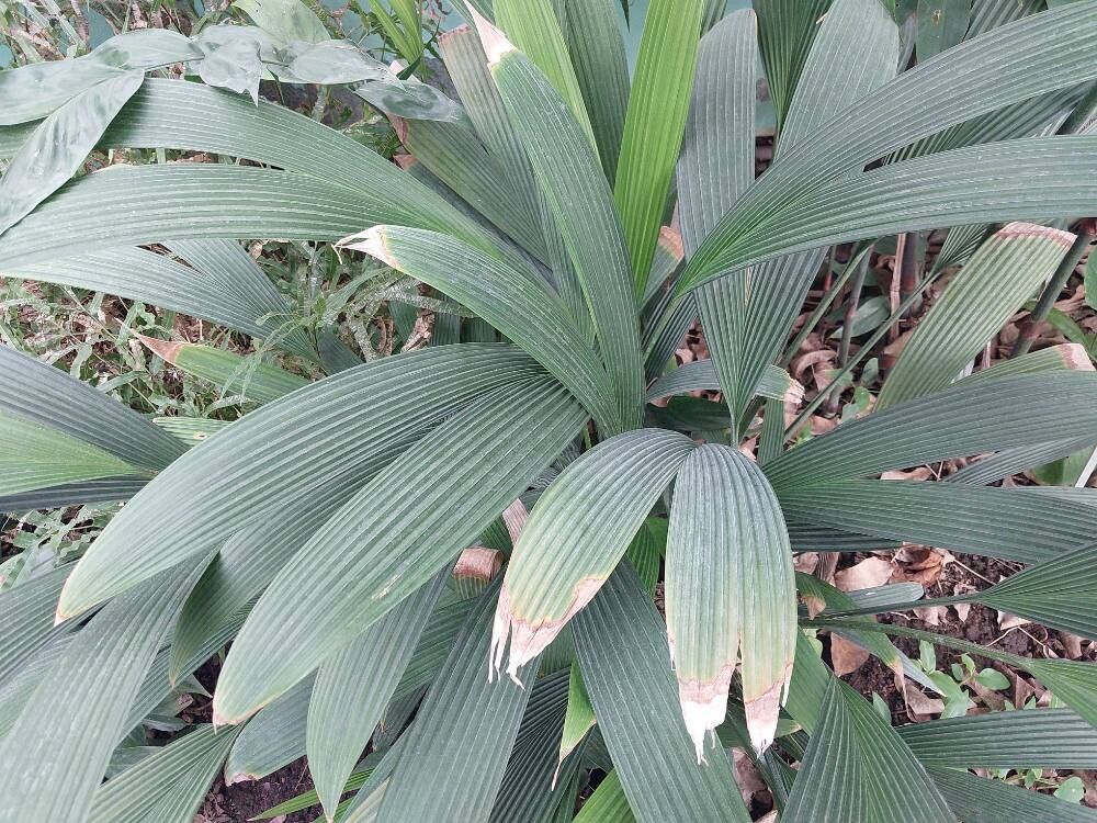 Asplundia moritziana — houseplant care guide