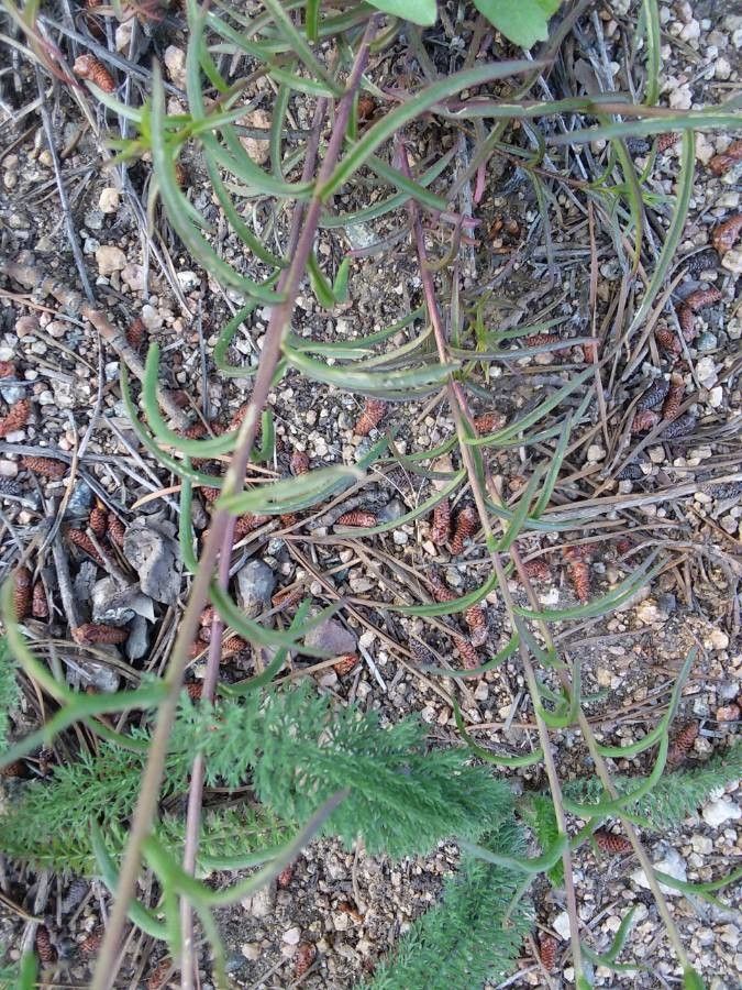 Castilleja linariifolia leaf