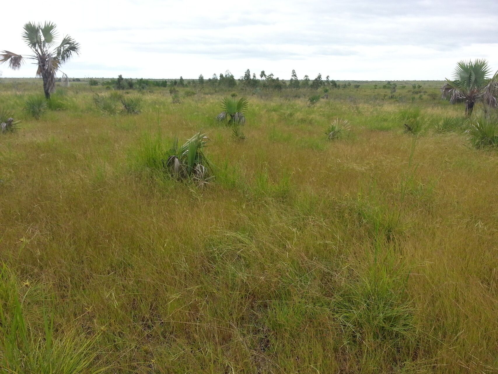 Andropogon fastigiatus — search result for 'Andropogon'