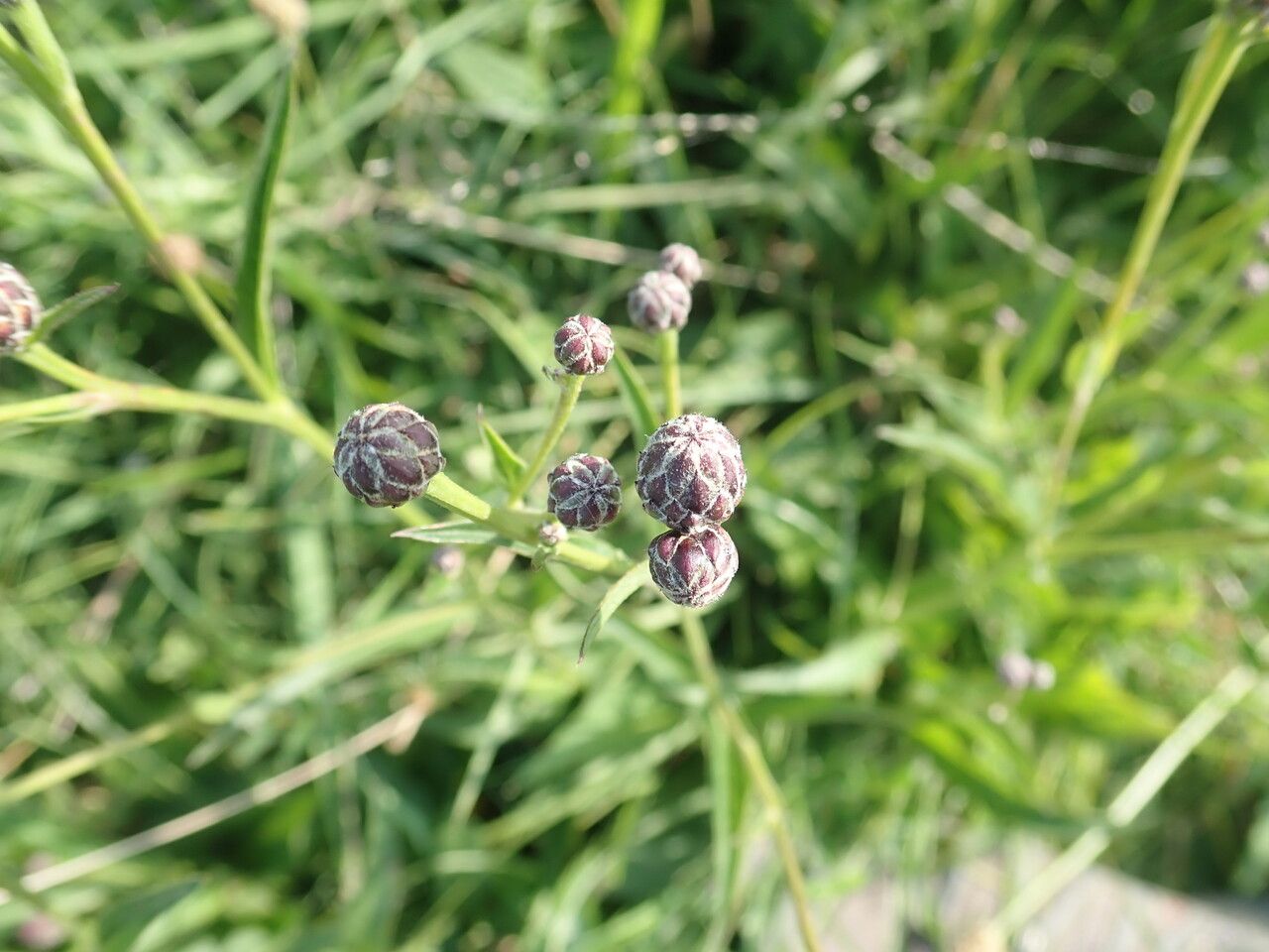 Serratula tinctoria flower