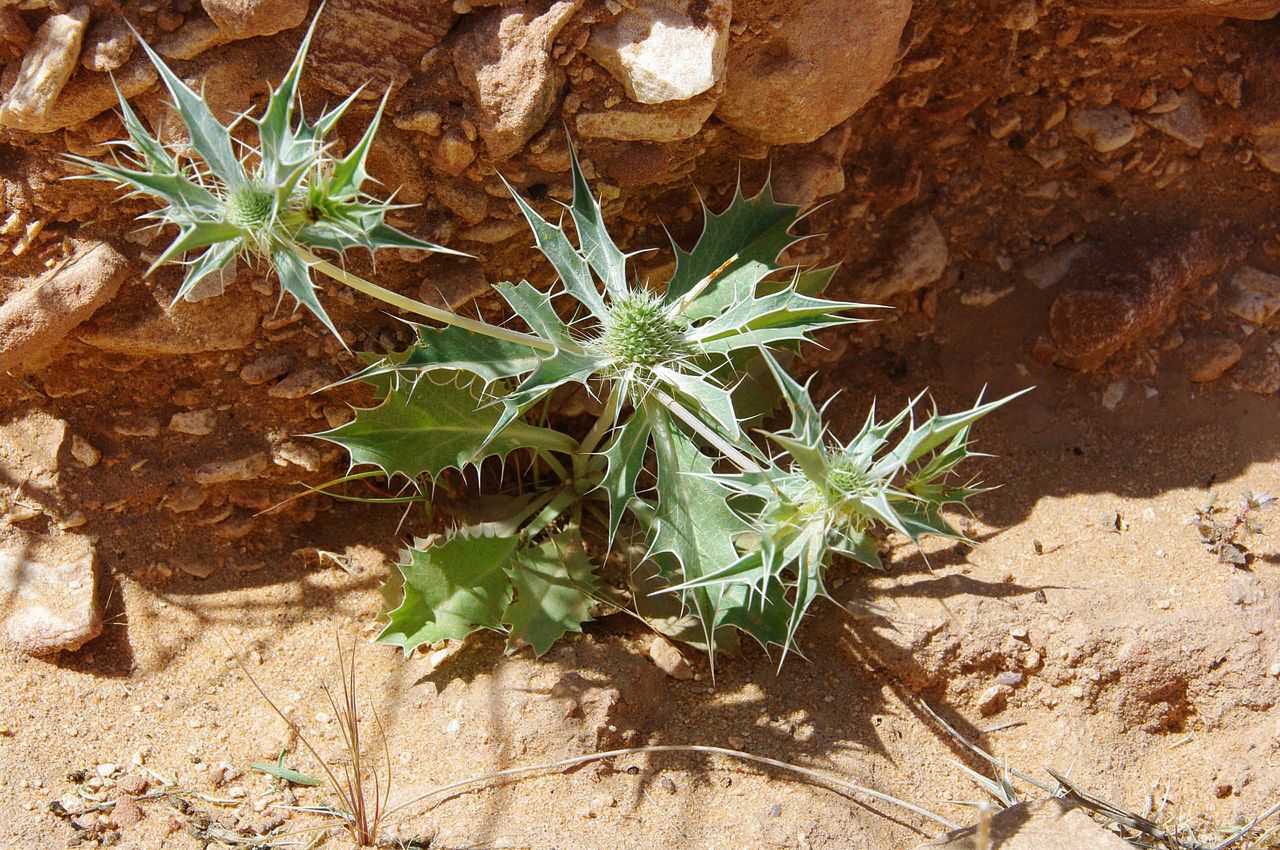 Eryngium ilicifolium leaf