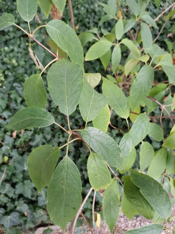 Hydrangea heteromalla — search result for 'Himalayas'