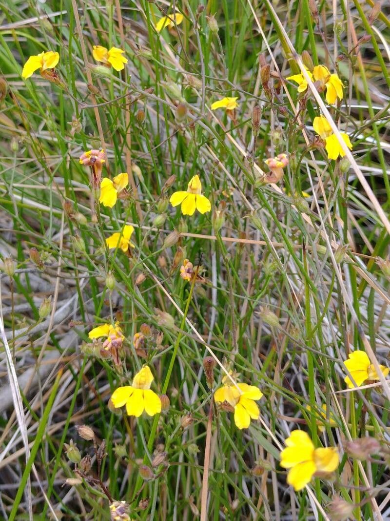 Goodenia stelligera habit