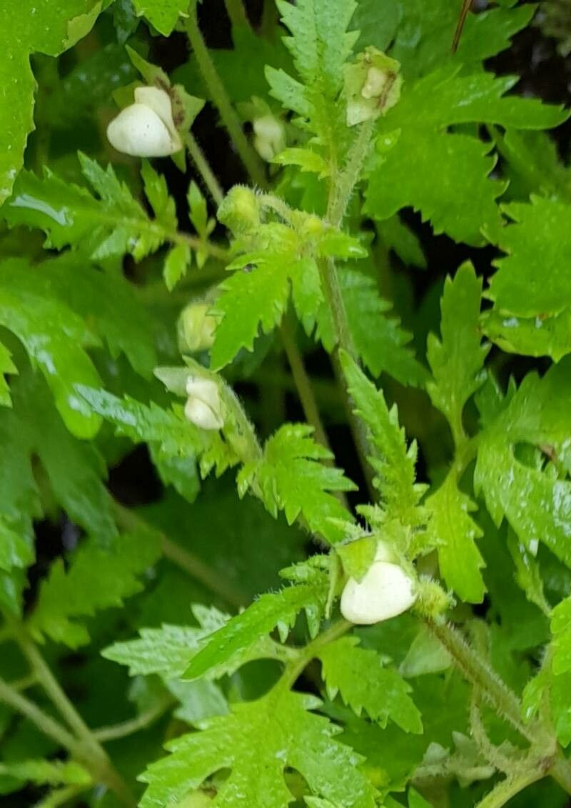 Calceolaria conocarpa flower
