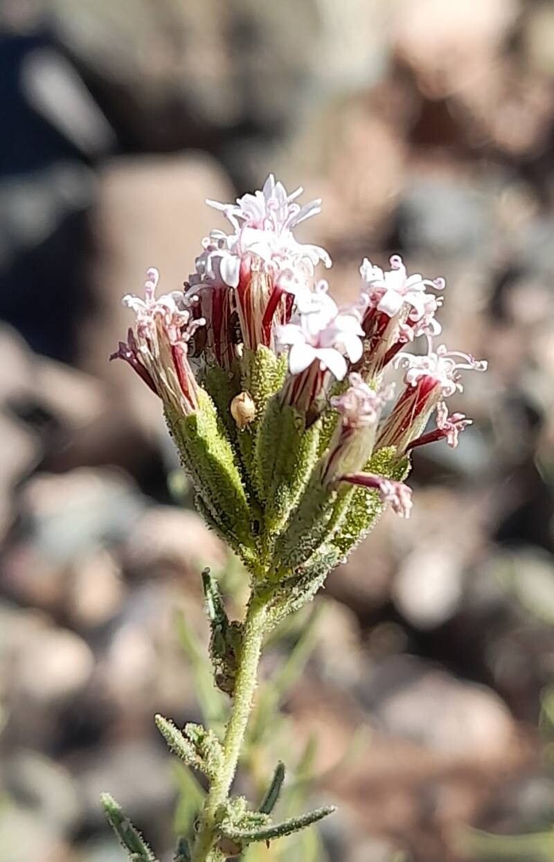 Stevia maimarensis flower