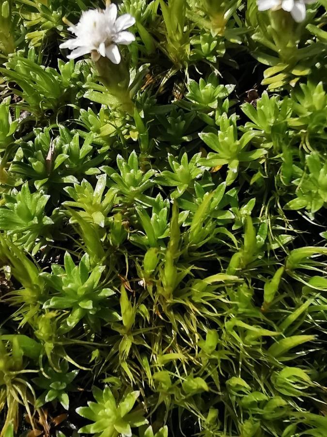 Raoulia glabra — related species from the same genus