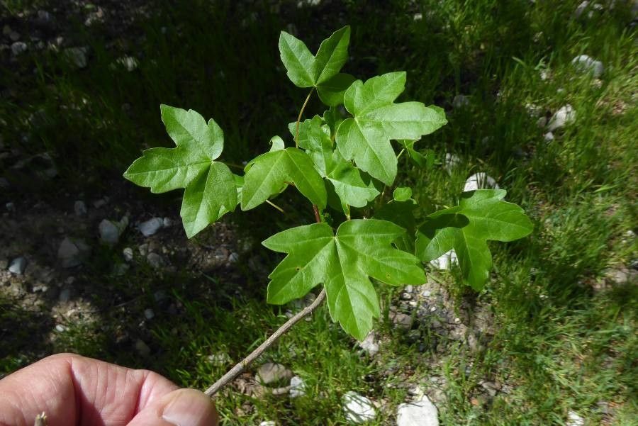 Acer hyrcanum — search result for 'Syria'