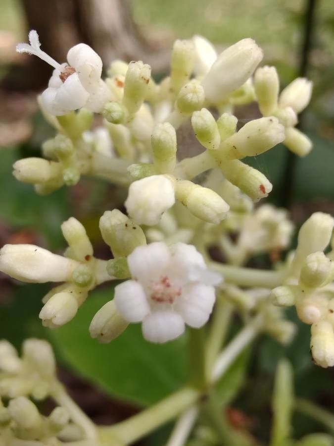 Psychotria carthagenensis flower