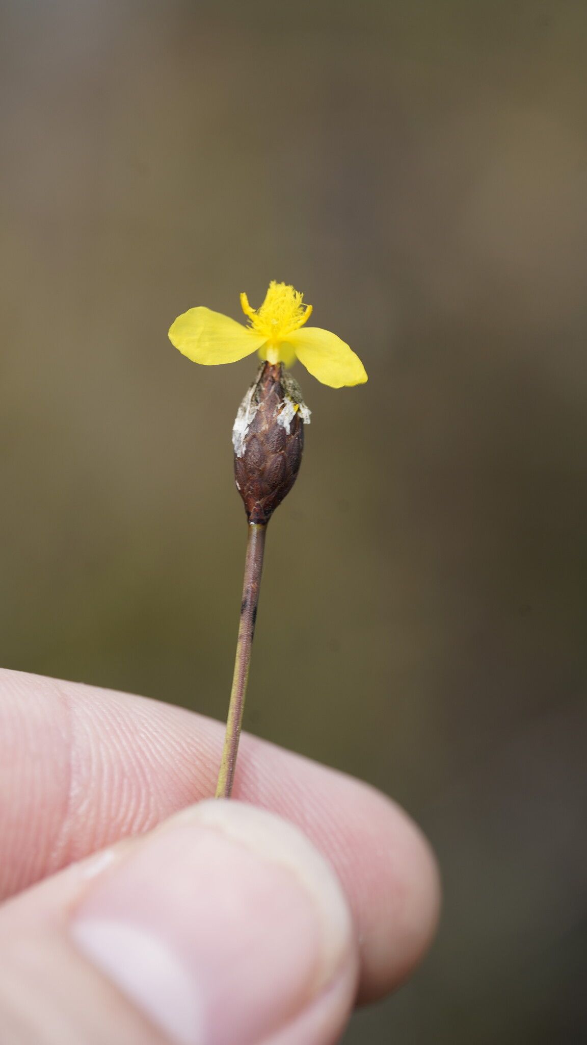 Xyris surinamensis — search result for 'Xyris'