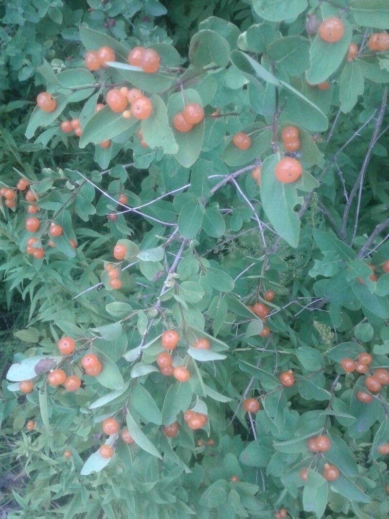 Lonicera korolkowii — search result for 'Lonicera'