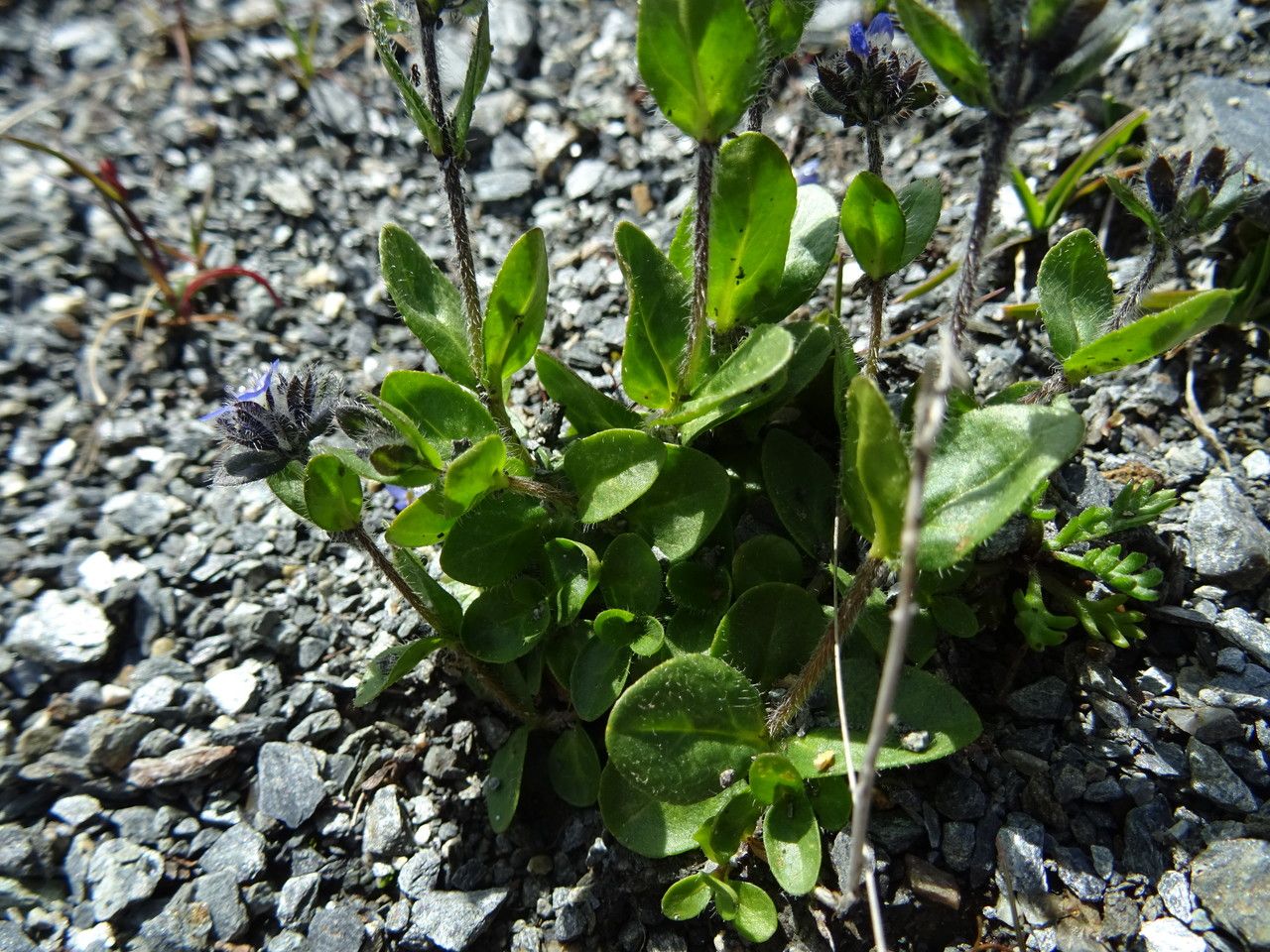 Veronica alpina — search result for 'Iceland'