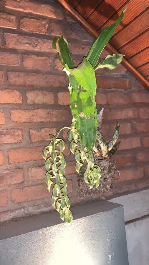 Catasetum fimbriatum habit