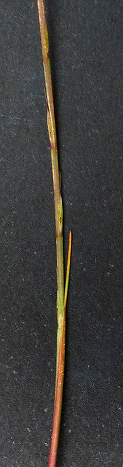 Psilurus incurvus bark