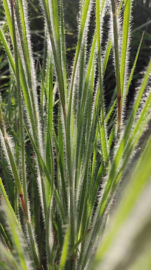 Danthonia unispicata — houseplant care guide