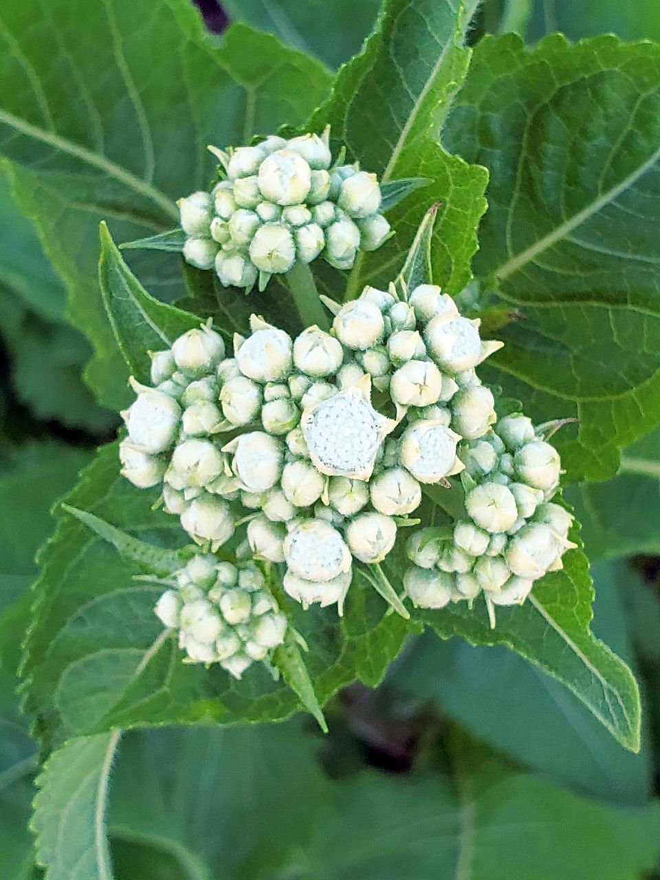 Parthenium integrifolium flower
