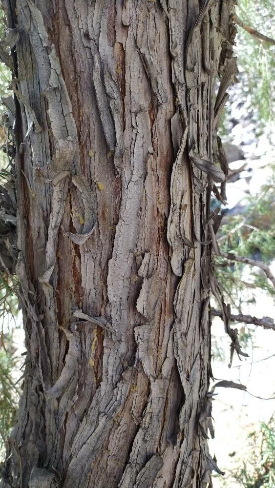 Juniperus seravschanica bark