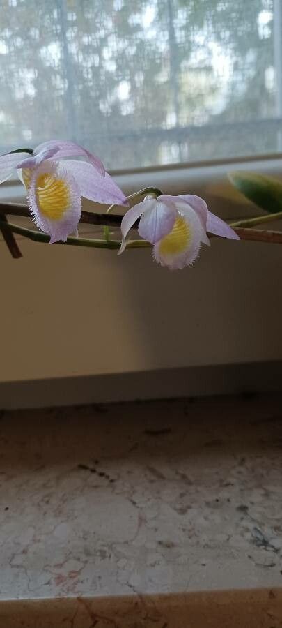 Dendrobium loddigesii flower