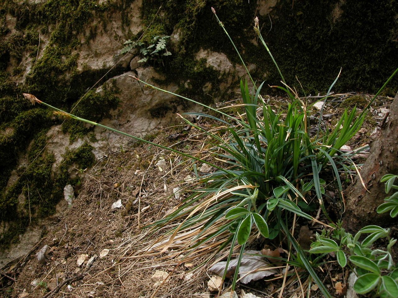 Carex brevicollis habit