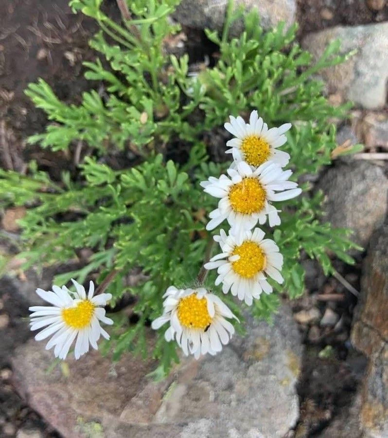 Erigeron compositus flower