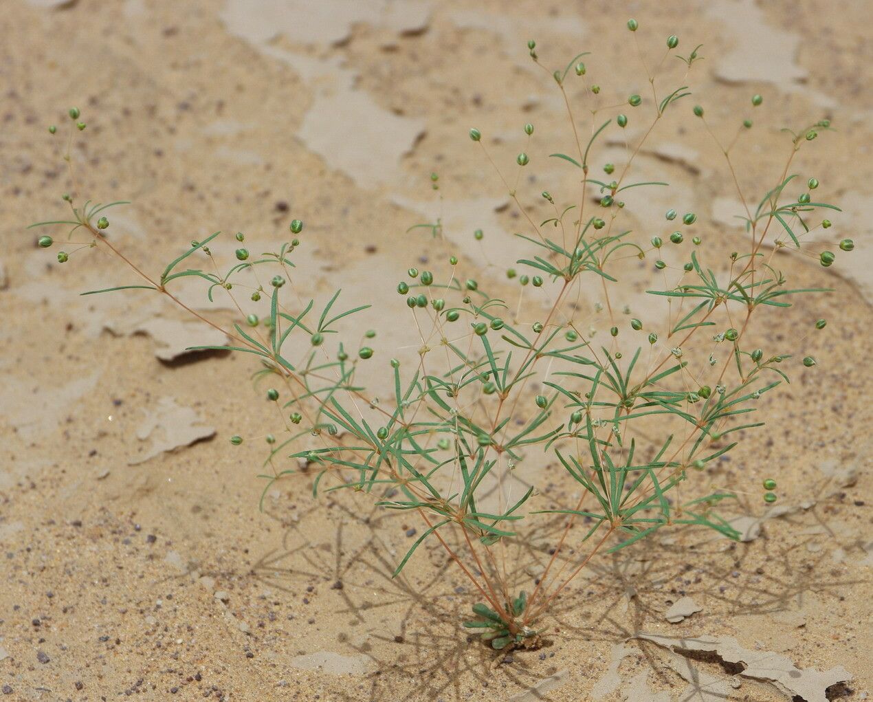 Mollugo cerviana habit