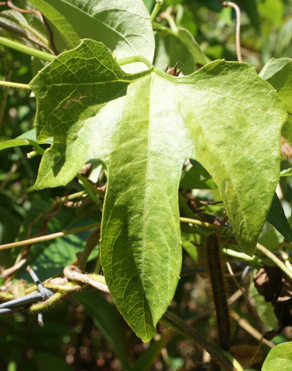 Cayaponia americana leaf