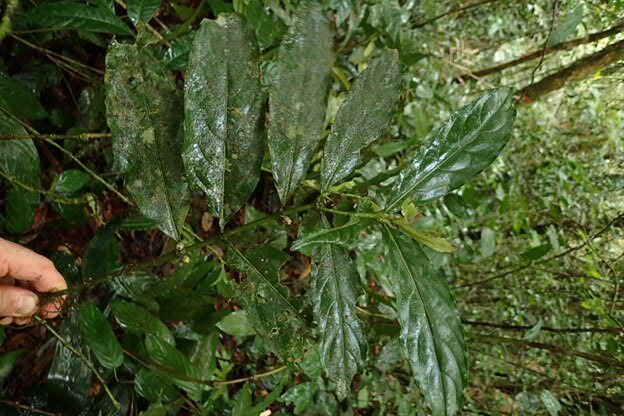 Lasianthus kilimandscharicus — houseplant care guide