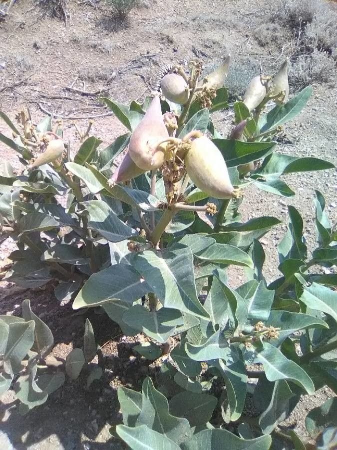 Asclepias erosa fruit