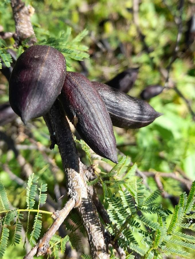 Vachellia caven fruit
