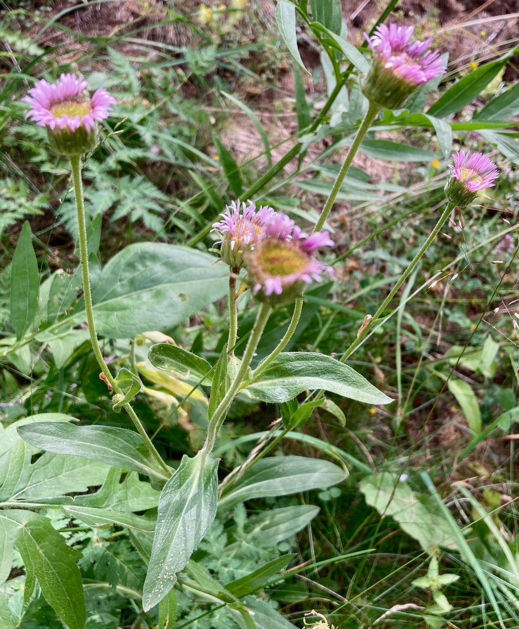 Erigeron atticus habit