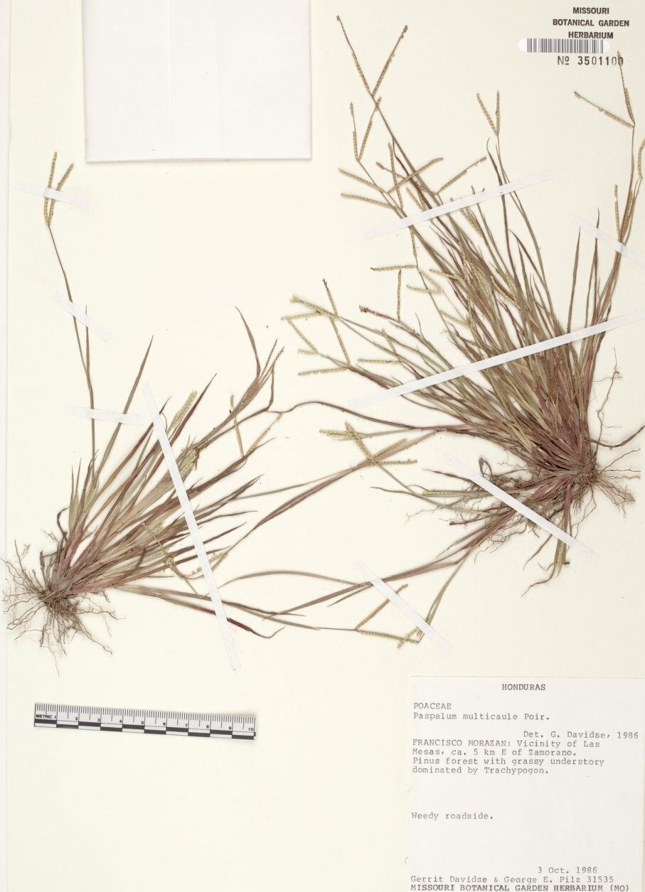 Paspalum multicaule other