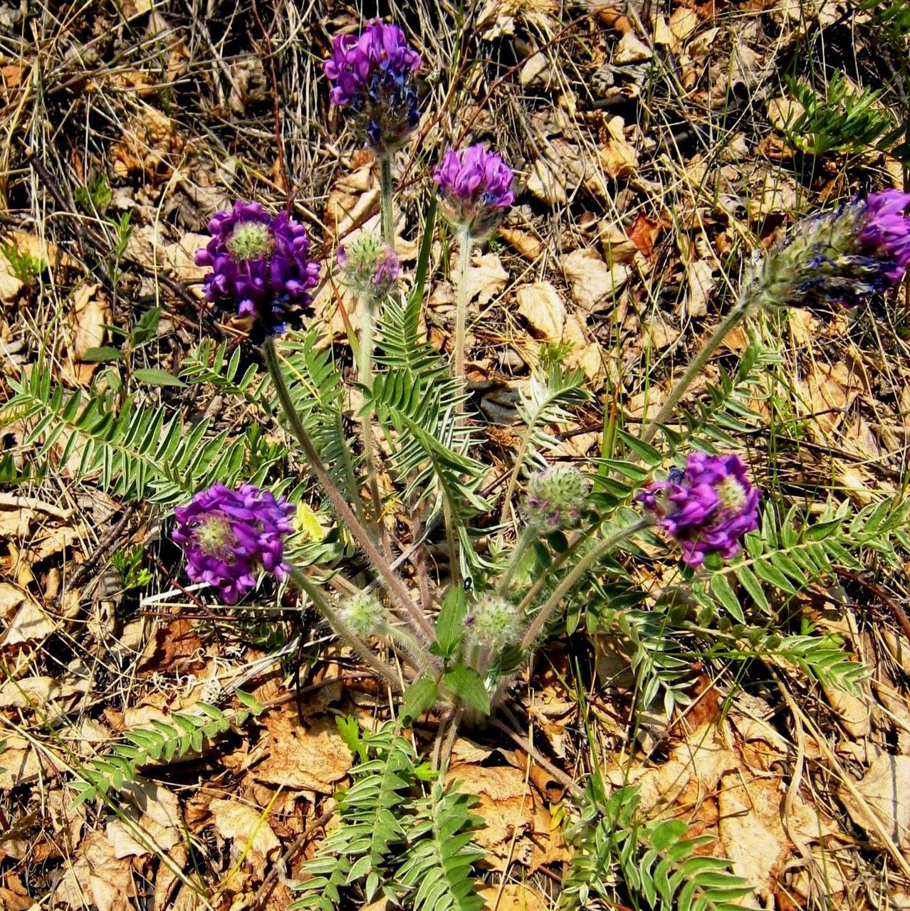 Oxytropis strobilacea habit