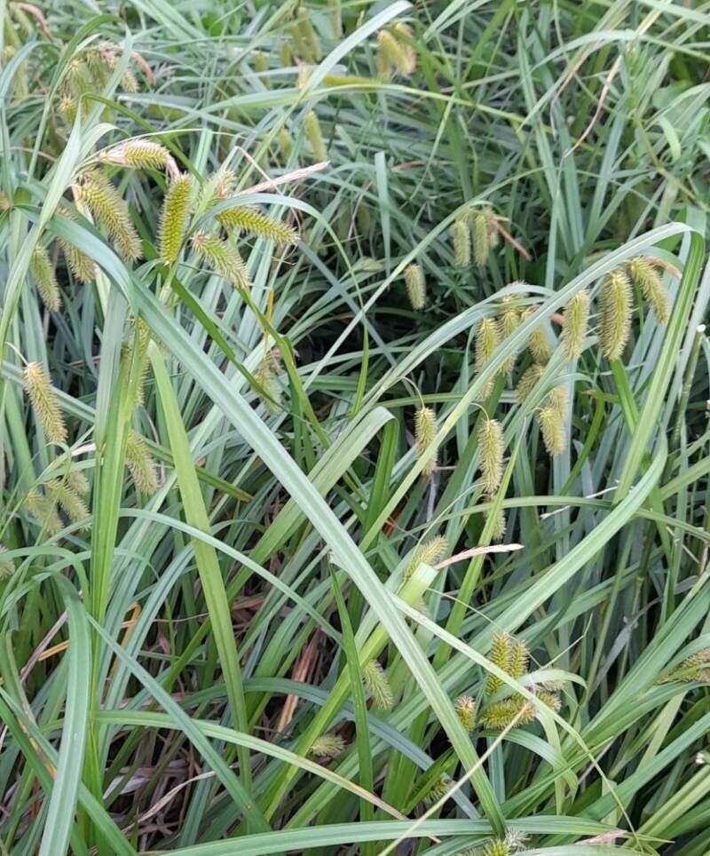 Carex polysticha habit