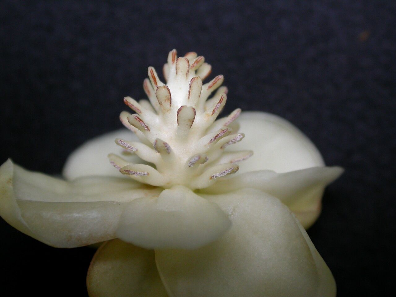 Schisandra grandiflora — related species from the same genus