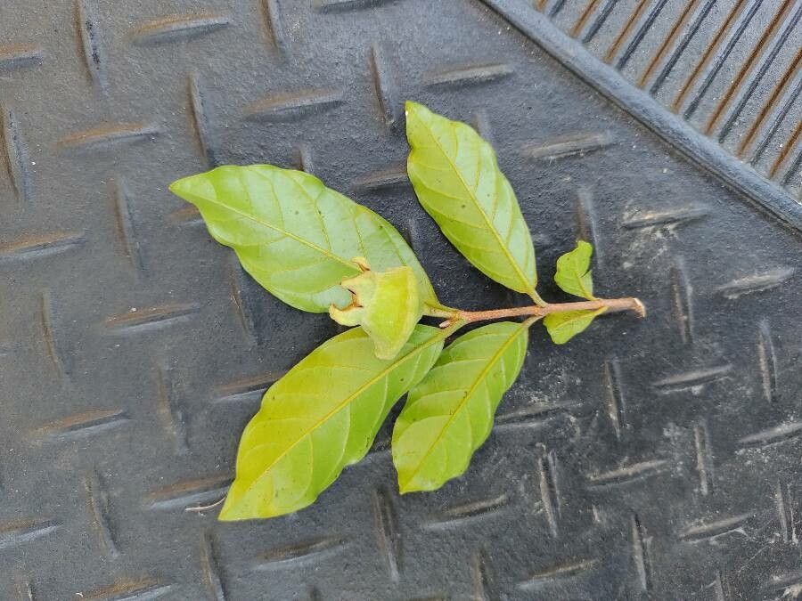 Campomanesia phaea fruit