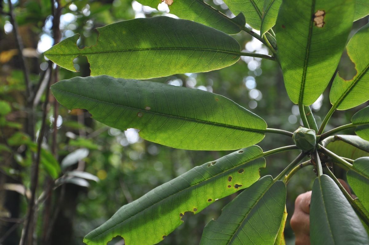 Rhododendron kyawii — houseplant care guide