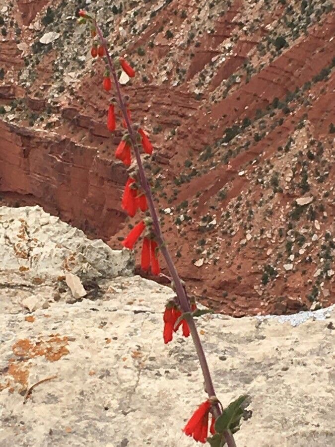 Penstemon murrayanus — search result for 'Penstemon'