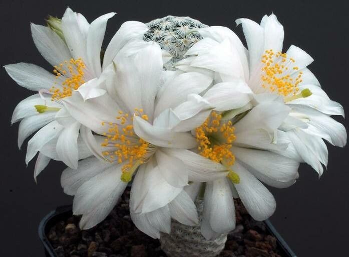 Mammillaria albiflora flower